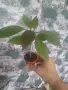 Ароматна плумерия, снимка 4