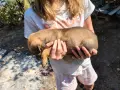 Малки кученца на 45 дена, снимка 17