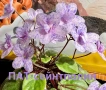 Saintpaulia Сейнтполия Сентполия African Violet Aфриканска теменужка стайна теменужка Фiалка цветя, снимка 4