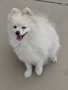 Померан , снимка 1