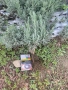  Разсад лавандула на едро и дребно, снимка 15