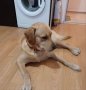 Женски Labrador retriever за разплод, снимка 8