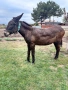 Продавам Магаре, снимка 2