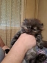 Уникални персийски котенца , снимка 8