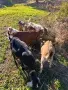    Продавам Англонубийски ярета и коза, снимка 6