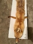 Продавам препарирана лисица, снимка 2