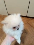 померан мини, снимка 4