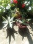 Агаве студоустойчиви и Алое Вера , снимка 1 - Градински цветя и растения - 42062687