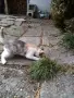 подарявам женско коте на 3 месеца, снимка 3