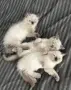Готови за нов Дом, снимка 4