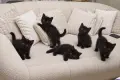     Чистокръвни британски котенца с шампионски произход 🖤, снимка 7