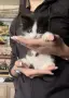 Подарявам 5 малки котета на грижовни стопани ❤️, снимка 3