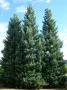 Продавам едроразмерни иглолистни дървета 4 до 8 метра, снимка 1