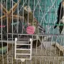 поен папагал женски син, снимка 2