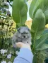 Померан мини момче цвят мерле, снимка 6