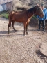 продава се червена кобила , снимка 2