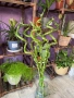 Стайни растения за дома и офиса , снимка 7