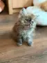 Персийски котенца , снимка 5