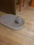 Британски късокосмести котета,  обезпаразитени с хигиенни навици , снимка 7
