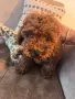 Продавам той пуделче/ toy poodle, снимка 1
