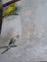 30 бр. Вълнисти папагали , снимка 6