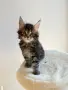 Maine coon чистокръвни, снимка 7