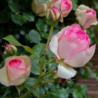 Роза 36, снимка 2 - Градински цветя и растения - 41780765