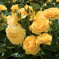 Роза 33, снимка 1 - Градински цветя и растения - 36094489