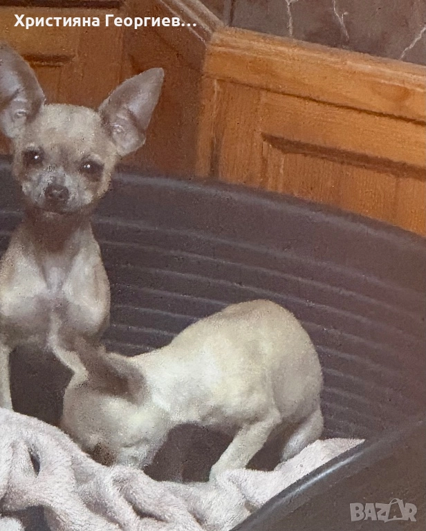 Очарователно женско Чихуахуа търси дом, снимка 1