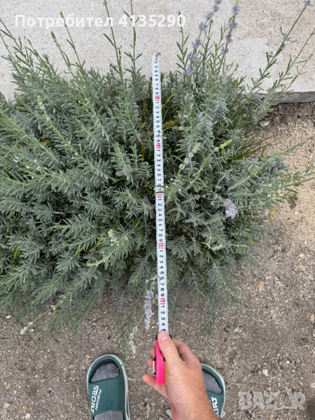 Лавандула на туфа, снимка 1