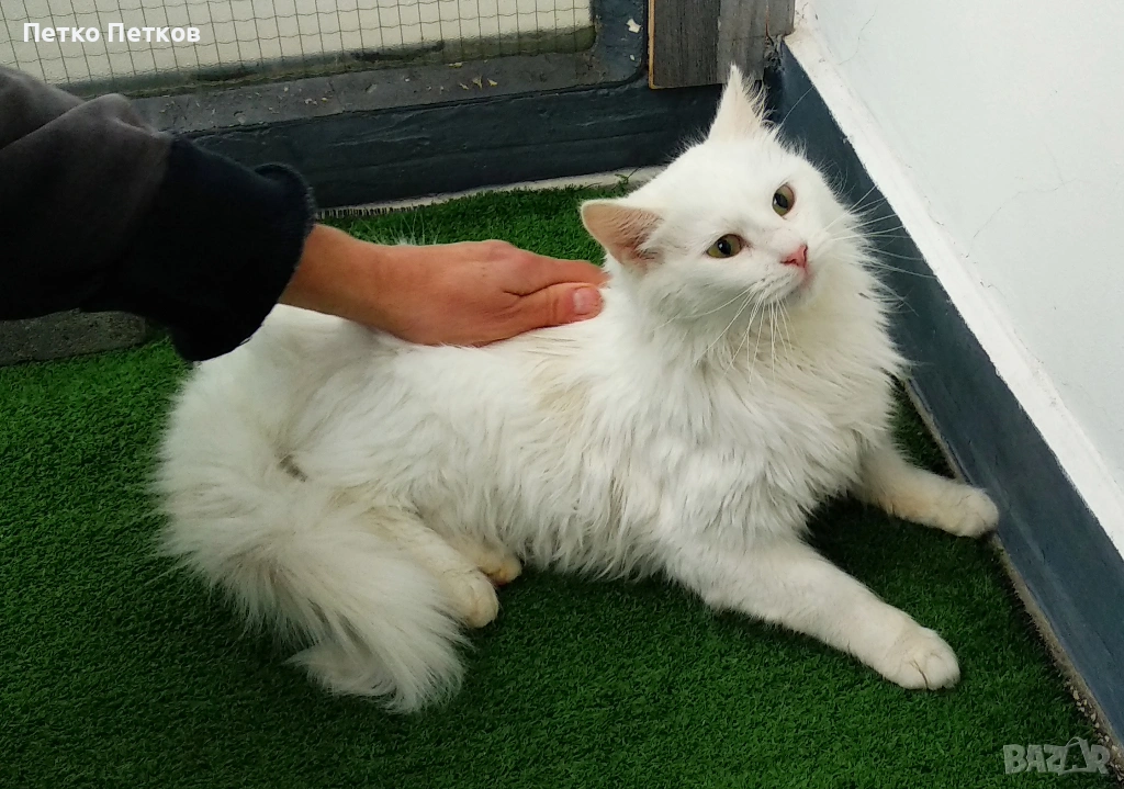 Подарявам бяло коте, снимка 1