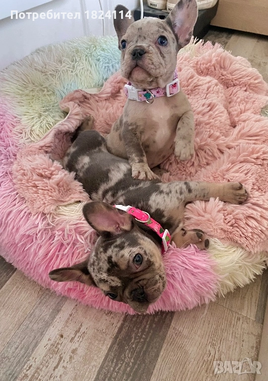 Френски булдог бебе/french bulldog, снимка 1