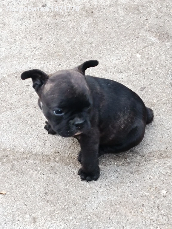 Френски булдог , снимка 1