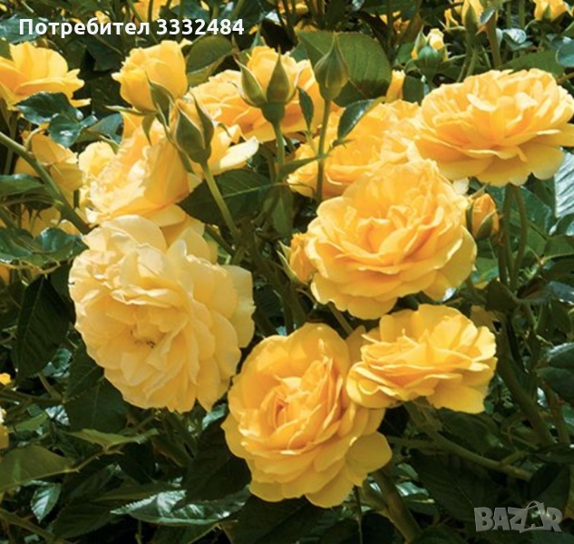 Роза 33, снимка 1