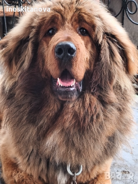 Тибетски - Мастиф , снимка 1