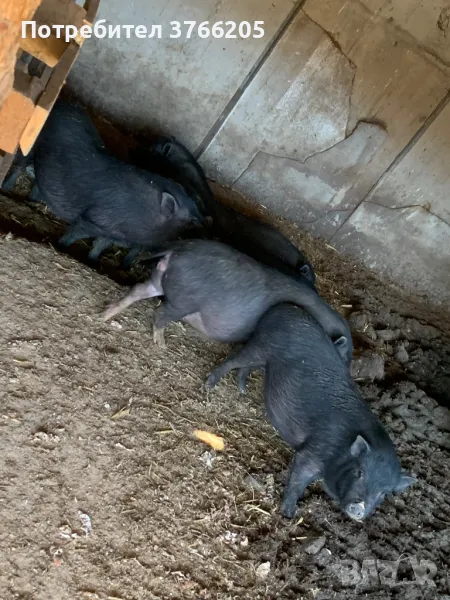 Виетнамски прасенца, снимка 1