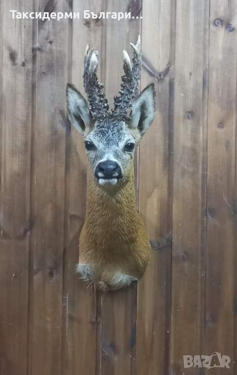 Трофей на сръндак , снимка 1