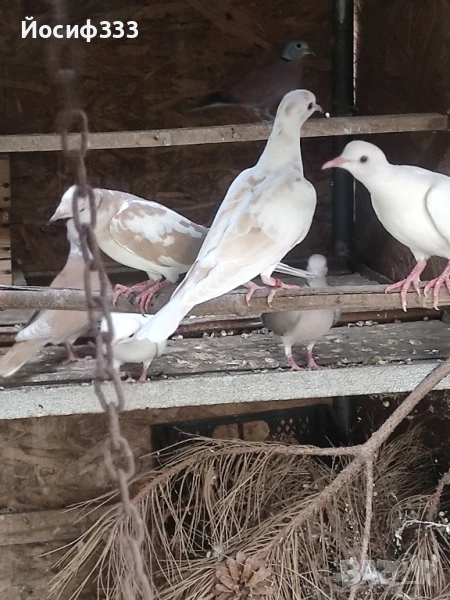 Продавам гугутки различни цветове , снимка 1