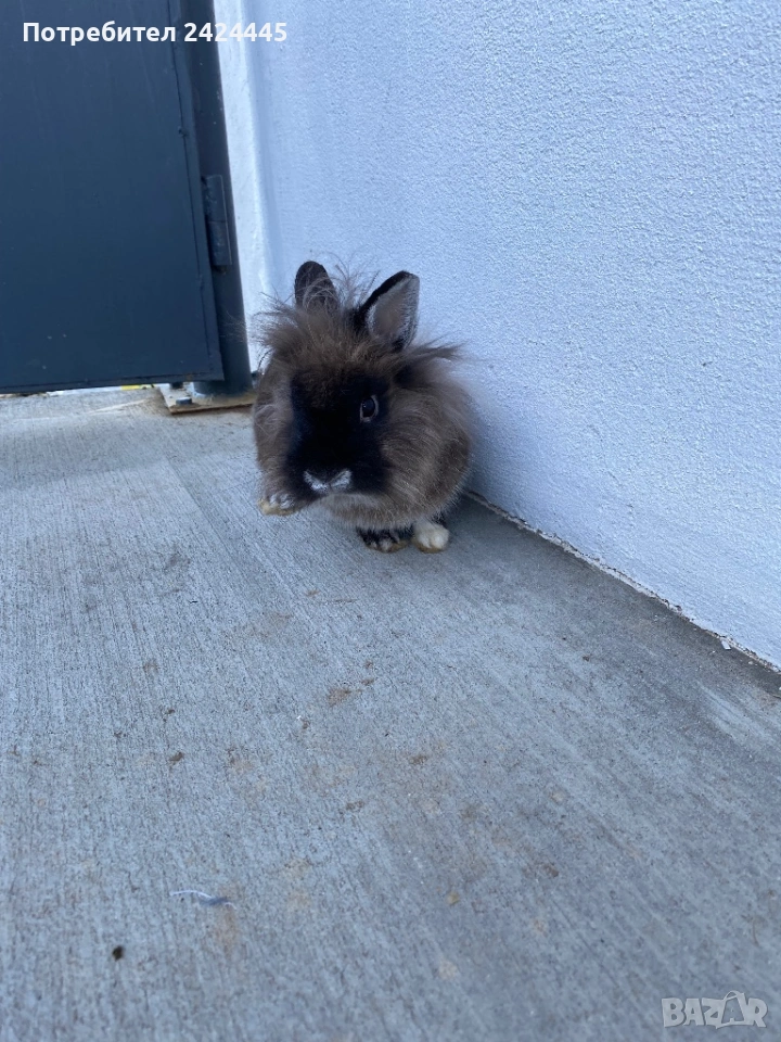 Декоративно зайче, снимка 1