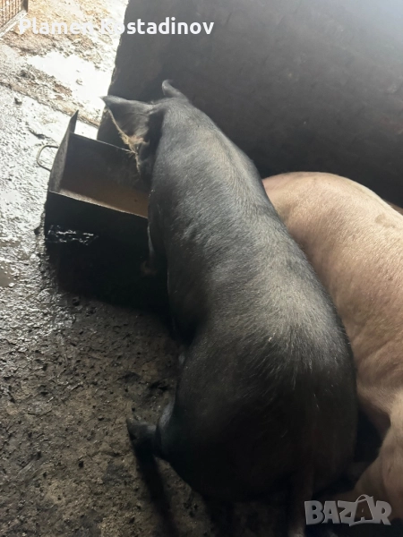 Прасета за клане, снимка 1