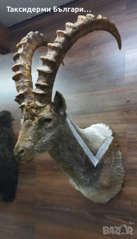 Трофей на козирог, снимка 1