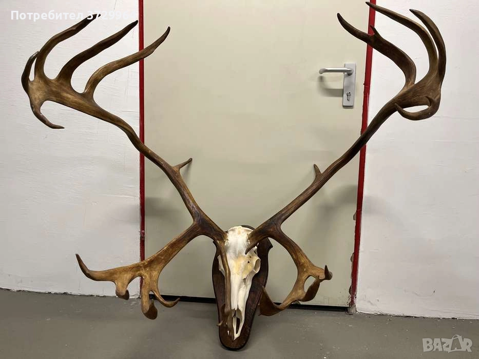 Огромен трофей от карибу - Северен Елен, снимка 1