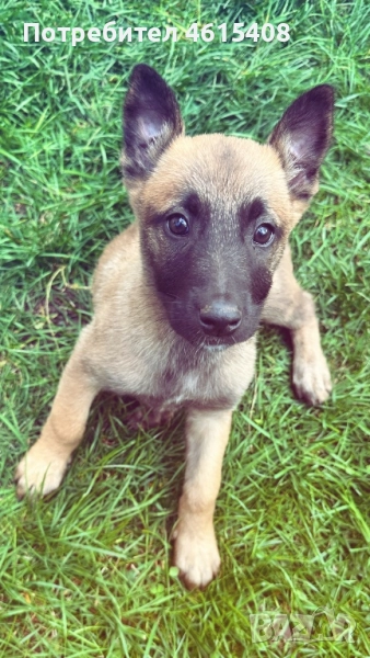 Малиноа - мъжки, снимка 1