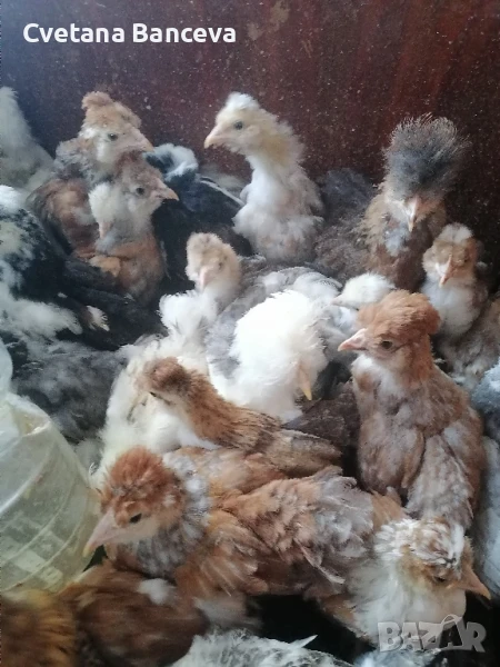 пиленца струмски стандарт , снимка 1