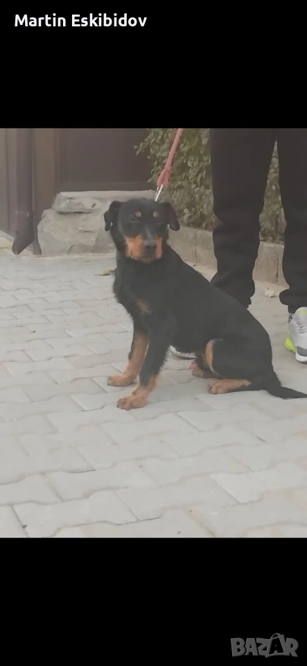 Продавам Куче ягдтериер, снимка 1