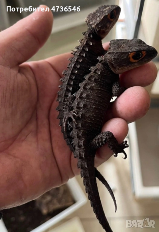 Red eye crocodile skinks/Червенооки крокодилски сцинкове, снимка 1