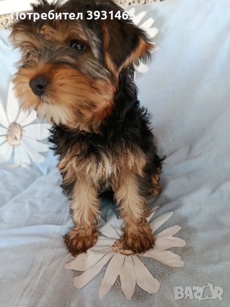 Йоркширски териер , снимка 1