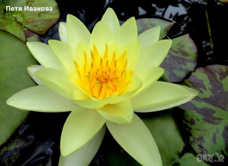 Водни лилии , снимка 1
