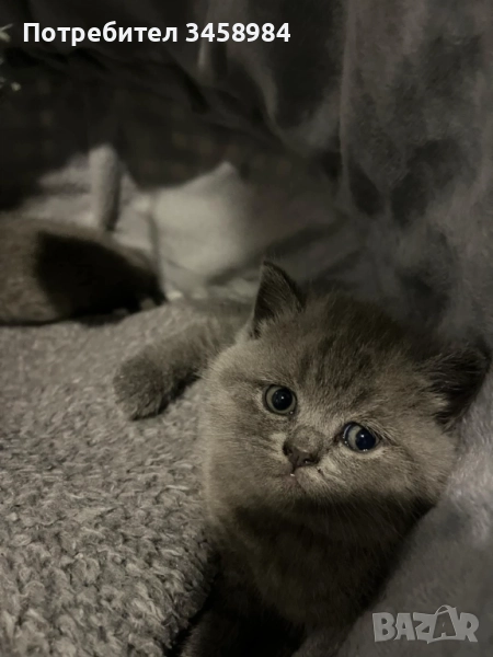 Британска късокосместа , снимка 1