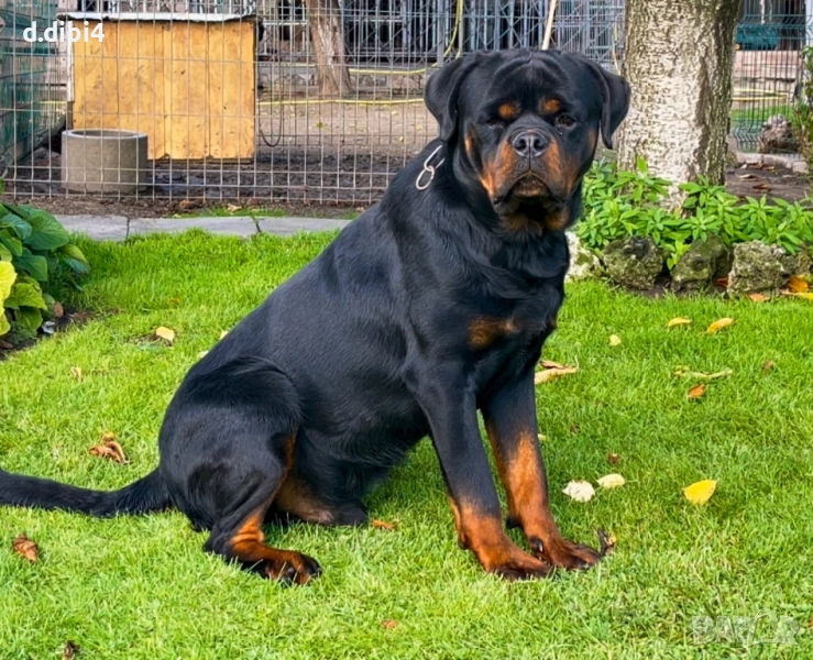 Мъжки ротвайлер , снимка 1